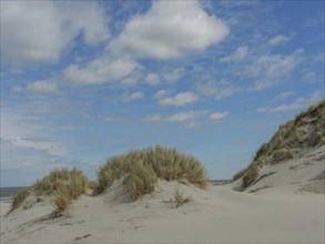 Sunny day with sand dunes and reeds on the beach under a blue sky with clouds, dunes by the sea