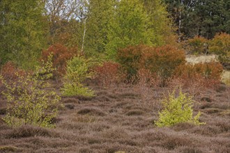 Spring heath with a colourful mix of green and brown bushes and trees, grasses and shrubs with