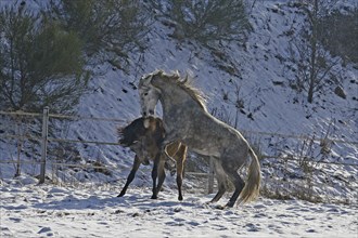 Andalusian, Andalusian horse, snow, playing