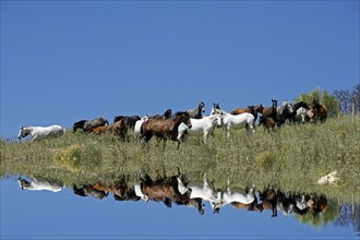 Andalusian, Cadiz, Andalusia, Spain, Herd, Mirror image, Europe