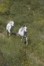 Arabian, Horse, Hinterland, Andalusia, Spain, Europe