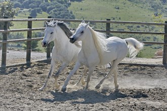 Arabian, Horse