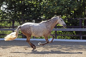 Andalusian, Andalusian horse