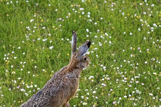 A European hare (Lepus europaeus) seen from the side standing in a flowering meadow surrounded by