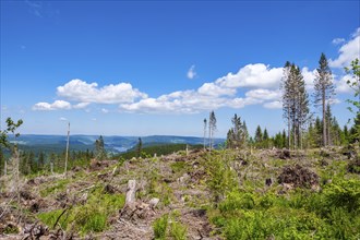 Deforested forest with a view of a wide landscape under a clear blue sky with some clouds,