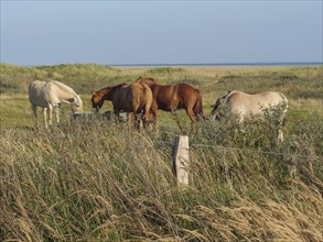 Group of horses, grazing in a meadow by the sea, peaceful summer landscape, horses on salt meadow
