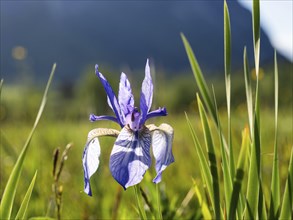 Siberian iris (Iris sibirica), near Irdning, Ennstal, Styria