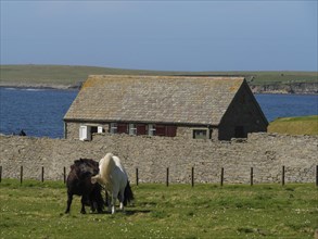 Two ponies standing in a pasture in front of a stone wall and a farmhouse with the sea in the
