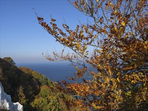 A tree with golden autumn leaves stands on a cliff, sea in the background and under a bright blue