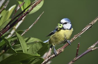 Blue tit (cyanistes caeruleus) with insect in beak