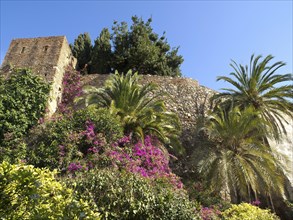 Stone castle wall overgrown with bougainvillea and surrounded by palm trees and cypresses, against