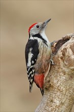 Middle spotted woodpecker (Dendrocopos medius) sitting at a water pot in a tree trunk, Animals,