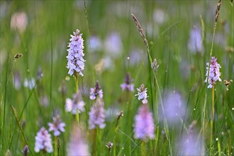 Moorland spotted orchid (Dactylorhiza maculata), flowering wild orchid, Lower Rhine, North