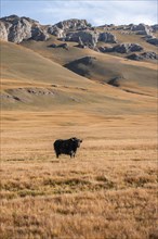 Yak on the autumnal plateau with yellow grass, Tian Shan, Sky Mountains, Sary Jaz Valley,