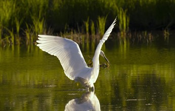 Great egret (Ardea alba), hunting, water, Lower Austria