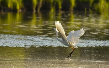 Great egret (Ardea alba), water, flight, Lower Austria
