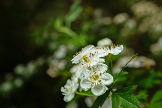 The blossom of a Hawthorn Tree, Crataegus monogyna, growing in the countryside in spring