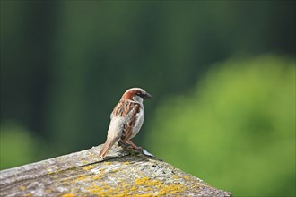 House sparrow (Passer domesticus), sparrow, sparrow
