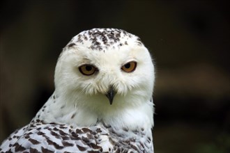 Snowy owl (Bubo scandiacus)