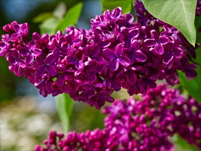 Purple lilac flower lilac (Syringa), close-up