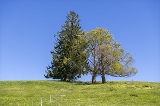 Fir and copper beech in a meadow near Fuessen, Allgaeu, Ostallgaeu, Bavaria, Germany, Europe