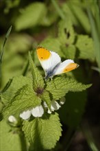 Orange tip (Anthocharis cardamines), May, Saxony, Germany, Europe