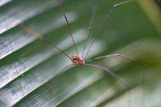 Harvestman (Opiliones) sitting on a leaf, Tortuguero National Park, Costa Rica, Central America