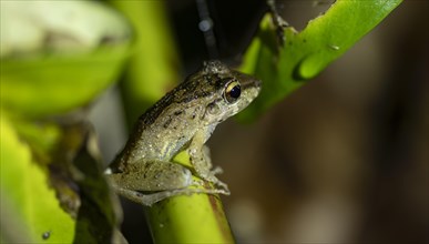 Fitzinger's dink frog (Craugastor fitzingeri) sitting on a stalk, at night, Tortuguero National