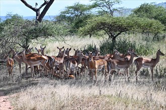 Impala (Aepyceros melampus), herd with male in front, Serengeti National Park, Tanzania, Africa