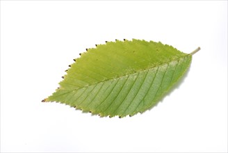 Leaf on a white background