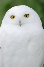 Snowy owl (Bubo scandiacus, Nyctea scandiaca), male, portrait, captive, North Rhine-Westphalia,