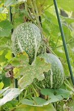 Siam pumpkin (Cucurbita ficifolia), fruit, useful plant, North Rhine-Westphalia, Germany, Europe