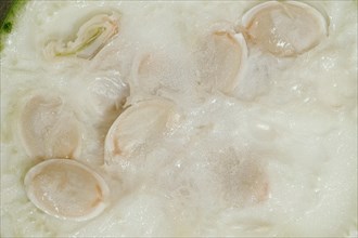 Sponge cucumber or sponge pumpkin (Luffa aegyptiaca, Luffa cylindrica), sliced fruit