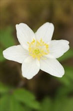 Wood anemone (Anemone nemorosa), flower, North Rhine-Westphalia, Germany, Europe