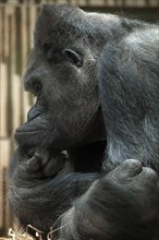 Western gorilla, great ape, (Gorilla gorilla gorilla), Nuremberg Zoo, Nuremberg, Middle Franconia,