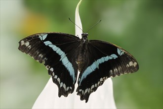 Narrow Green-Banded Swallowtail (Papilio nireus), captive, occurrence in Africa