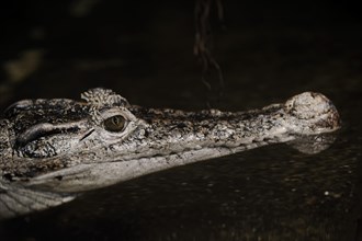 New Guinea crocodile (Crocodylus novaeguineae), portrait, captive, native to New Guinea