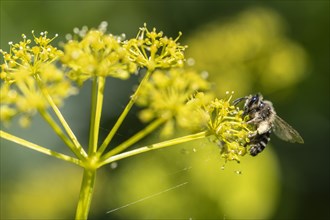Honey bee (Apis mellifera) a Yellow umbel (Smyrnium perfoliatum), Emsland, Lower Saxony, Germany,