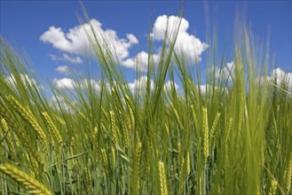 Lush green grain field, barley, under a bright blue sky with white clouds, Natternberg, Bavaria,