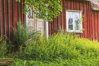Old idyllic red wooden cottage with flowering plants in an overgrown garden, Sweden, Europe