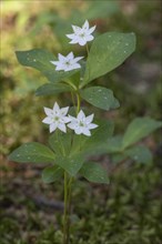 Chickweed wintergreen (Trientalis europaea), Emsland, Lower Saxony, Germany, Europe