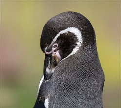Humboldt penguin (Spheniscus humboldti) preens itself, occurrence in South America, captive,