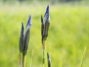 Siberian iris (Iris sibirica), close-up with focus stacking, near Irdning, Ennstal, Styria