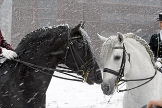 Friesians and Andalusians, driving snow, portraits