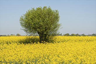 Willow tree in a field with flowering rapeseed (Brassica napus) in Ingelstorp, Ystad municipality,