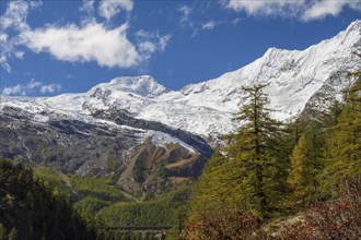 Snow covered mountains with yellow autumn trees and clear blue sky in the background, snow on high