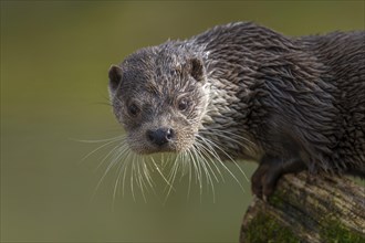 European otter (Lutra lutra), portrait, captive, Germany, Europe