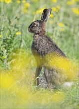 European hare (Lepus europaeus) sitting in a rape field, oilseed rape (Brassica napus), wildlife,