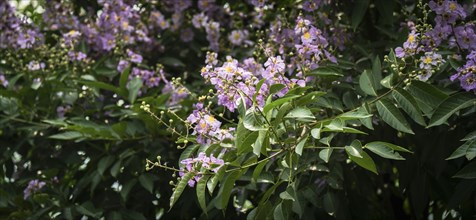 Natural Queens Crape Myrtle (Lagerstroemia speciosa) violet flowers blooming in a forest