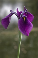 Bristle-pointed iris (Iris setosa), Emsland, Lower Saxony, Germany, Europe